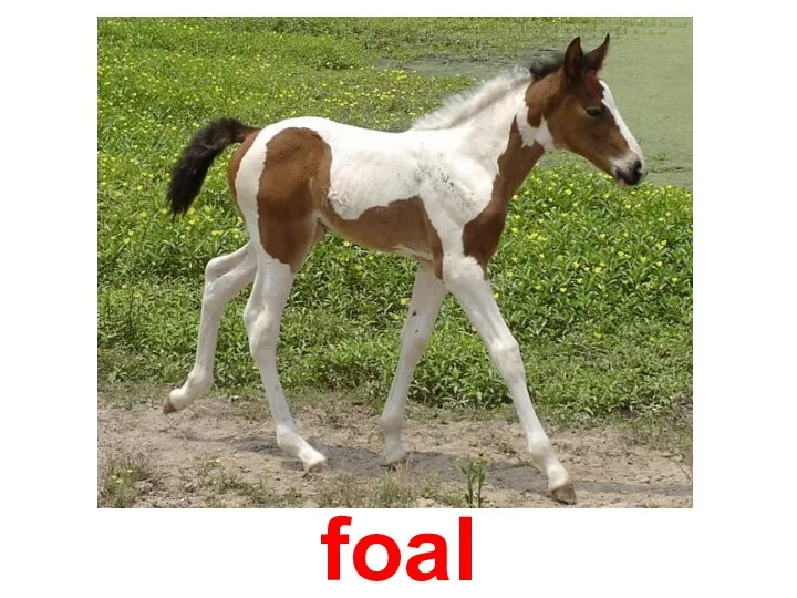 foal