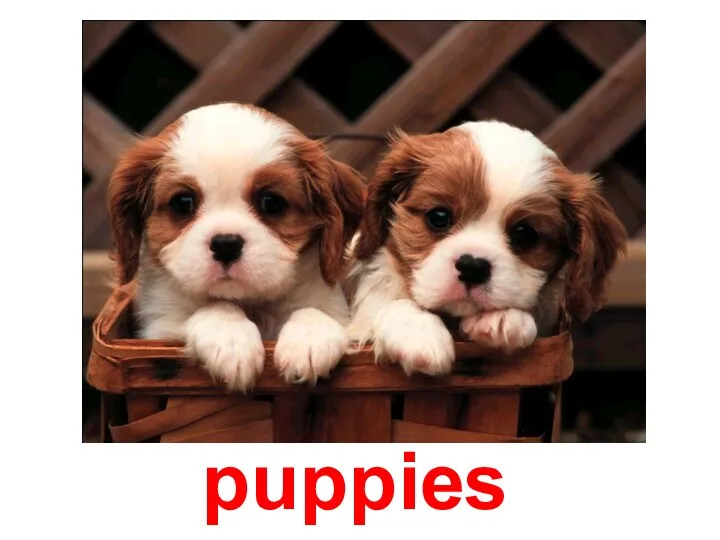 puppies