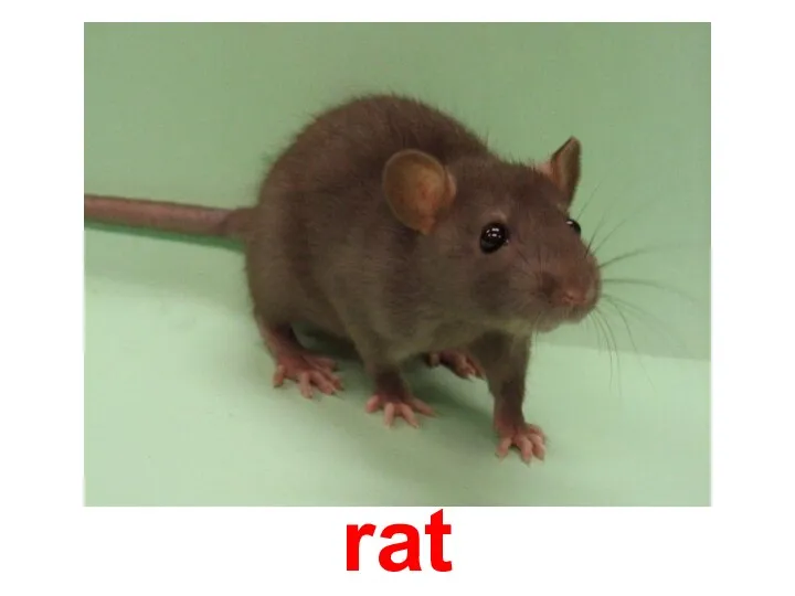 rat