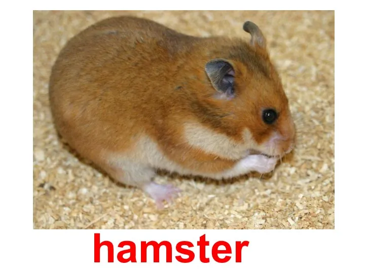 hamster