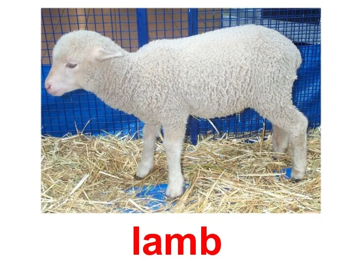 lamb