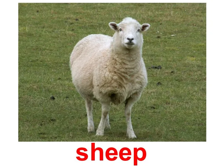 sheep