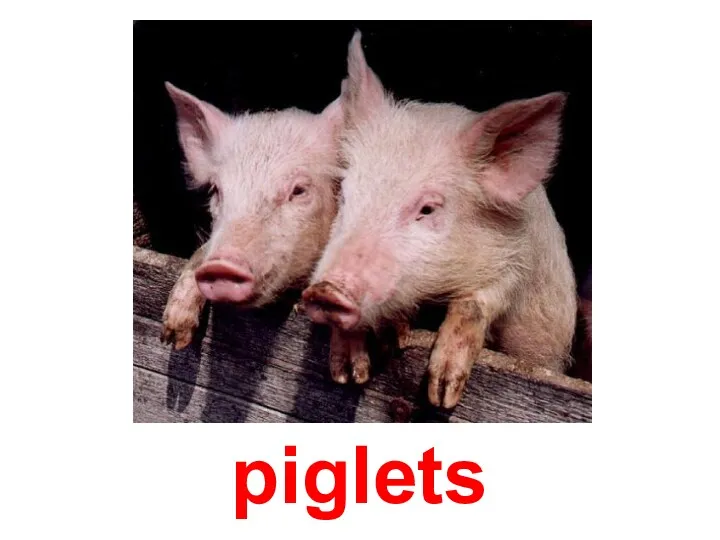 piglets