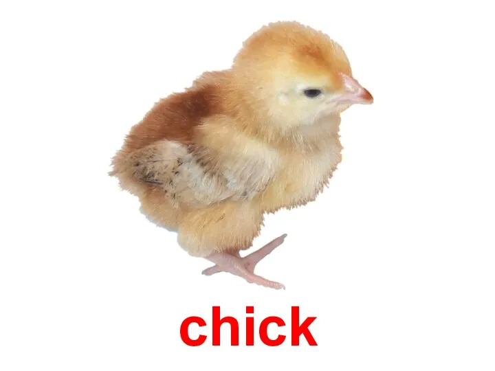 chick