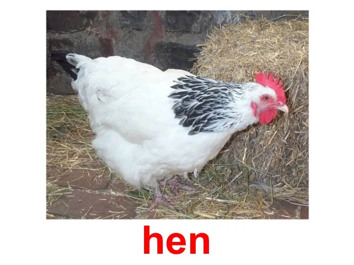 hen