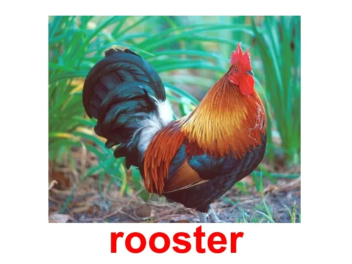 rooster