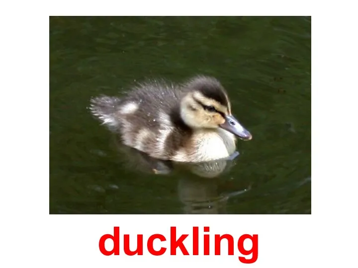 duckling