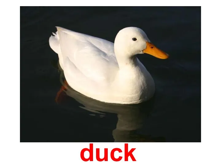 duck