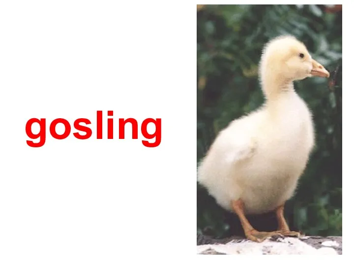 gosling