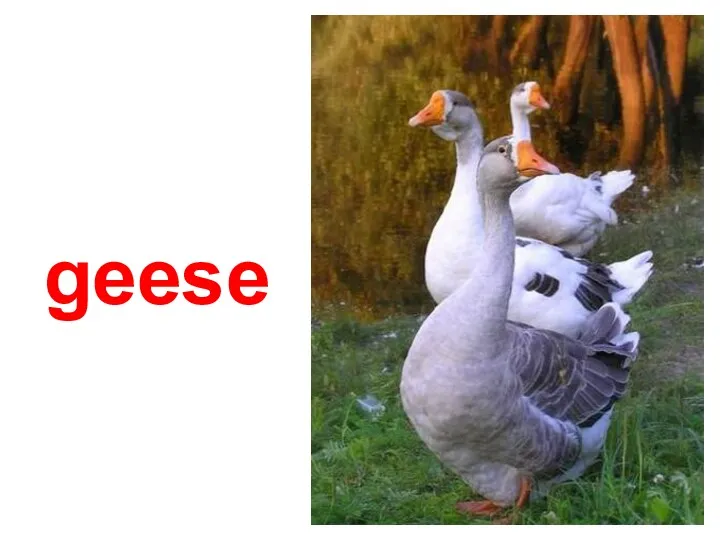 geese