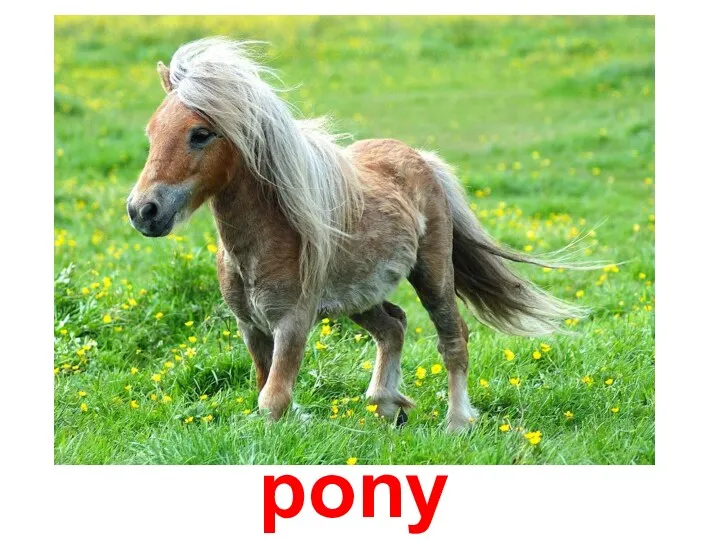 pony