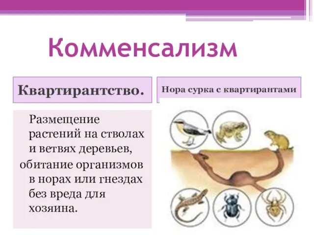 Комменсализм Квартирантство. Нора сурка с квартирантами Размещение растений на стволах