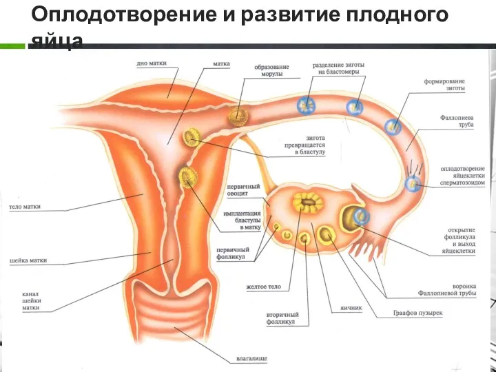 Оплодотворение и развитие плодного яйца