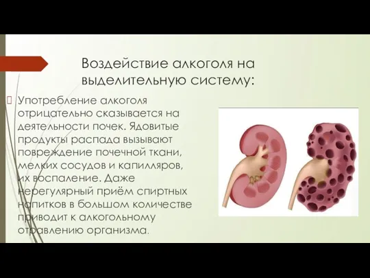 Воздействие алкоголя на выделительную систему: Употребление алкоголя отрицательно сказывается на