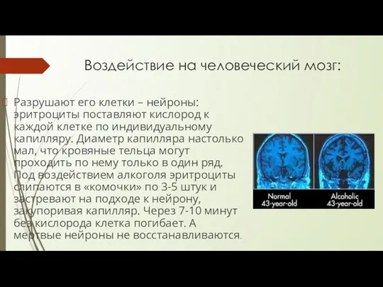 Воздействие на человеческий мозг: Разрушают его клетки – нейроны: эритроциты