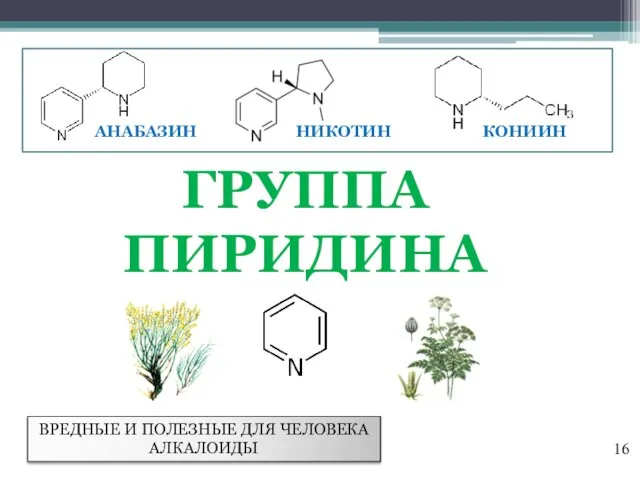 ГРУППА ПИРИДИНА ВРЕДНЫЕ И ПОЛЕЗНЫЕ ДЛЯ ЧЕЛОВЕКА АЛКАЛОИДЫ НИКОТИН АНАБАЗИН КОНИИН 16