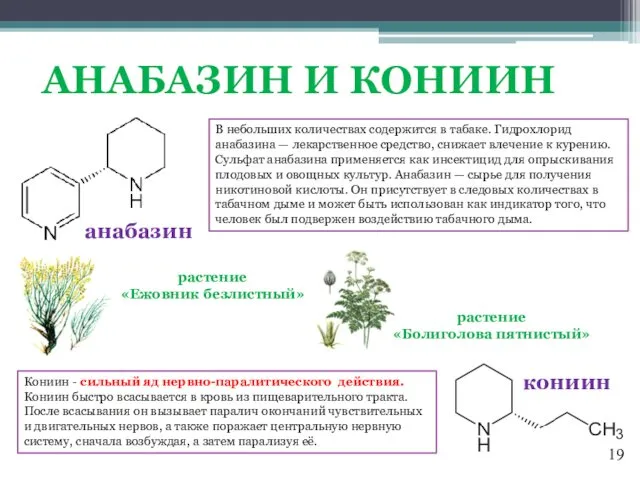 АНАБАЗИН И КОНИИН анабазин кониин Кониин - сильный яд нервно-паралитического