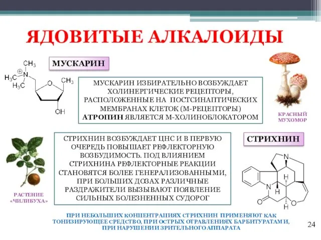 ЯДОВИТЫЕ АЛКАЛОИДЫ МУСКАРИН МУСКАРИН ИЗБИРАТЕЛЬНО ВОЗБУЖДАЕТ ХОЛИНЕРГИЧЕСКИЕ РЕЦЕПТОРЫ, РАСПОЛОЖЕННЫЕ НА