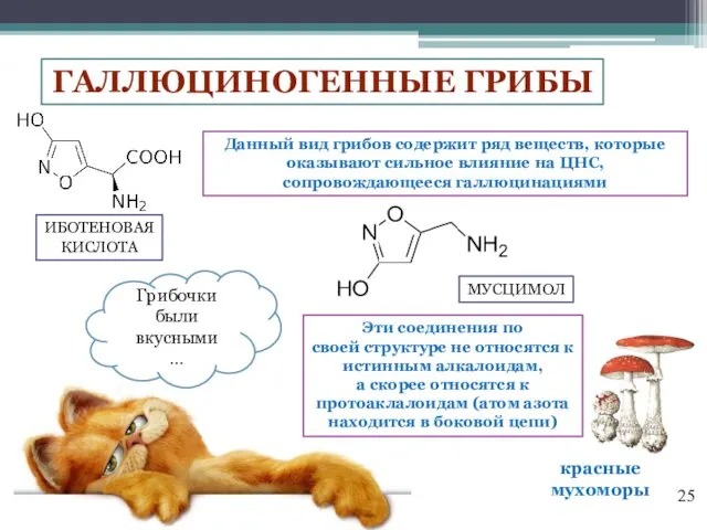 ГАЛЛЮЦИНОГЕННЫЕ ГРИБЫ красные мухоморы ИБОТЕНОВАЯ КИСЛОТА МУСЦИМОЛ Данный вид грибов