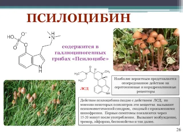 ПСИЛОЦИБИН содержится в галлюциногенных грибах «Псилоцибе» Наиболее вероятным представляется опосредованное