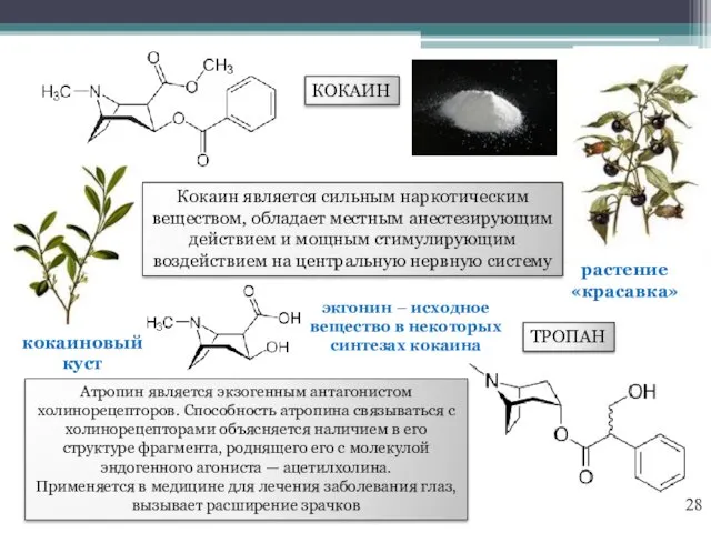 КОКАИН ТРОПАН кокаиновый куст растение «красавка» Атропин является экзогенным антагонистом