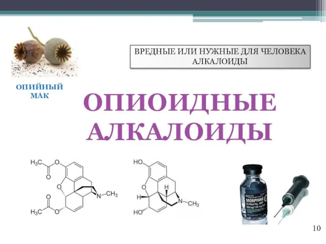 ОПИОИДНЫЕ АЛКАЛОИДЫ ОПИЙНЫЙ МАК ВРЕДНЫЕ ИЛИ НУЖНЫЕ ДЛЯ ЧЕЛОВЕКА АЛКАЛОИДЫ 10