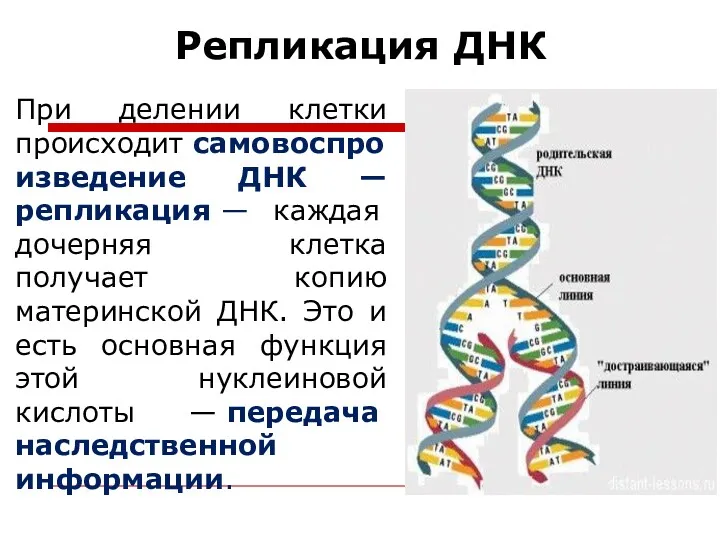 Репликация ДНК При делении клетки происходит самовоспроизведение ДНК — репликация — каждая дочерняя