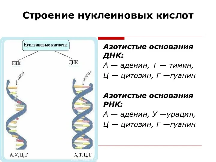 Строение нуклеиновых кислот Азотистые основания ДНК: А — аденин, Т — тимин, Ц