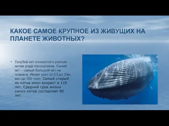 КАКОЕ САМОЕ КРУПНОЕ ИЗ ЖИВУЩИХ НА ПЛАНЕТЕ ЖИВОТНЫХ? Голубой кит относится к усатым