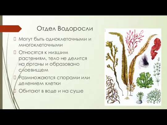 Отдел Водоросли Могут быть одноклеточными и многоклеточными Относятся к низшим