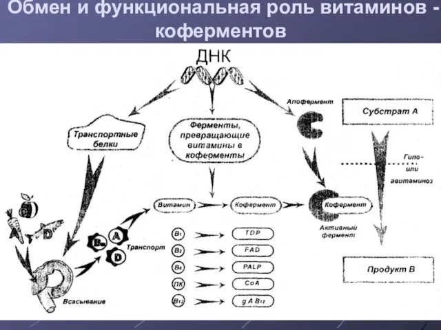 Обмен и функциональная роль витаминов - коферментов