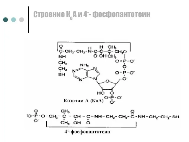 Строение КоА и 4-- фосфопантотеин Коэнзим А (КоА) 4‘-фосфопантотеин