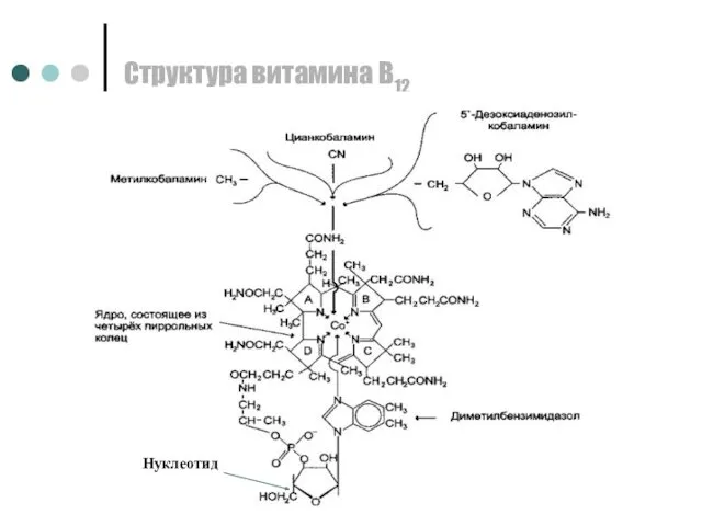 Структура витамина В12 Нуклеотид