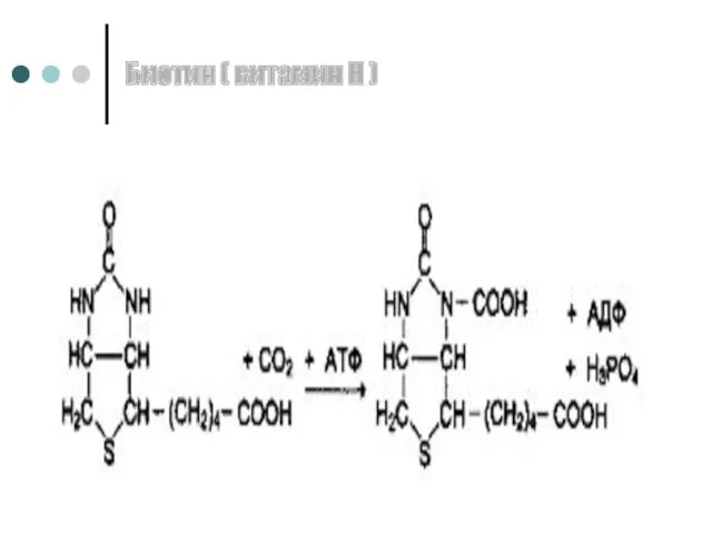 Биотин ( витамин Н )
