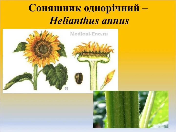 Соняшник однорічний – Helianthus annus