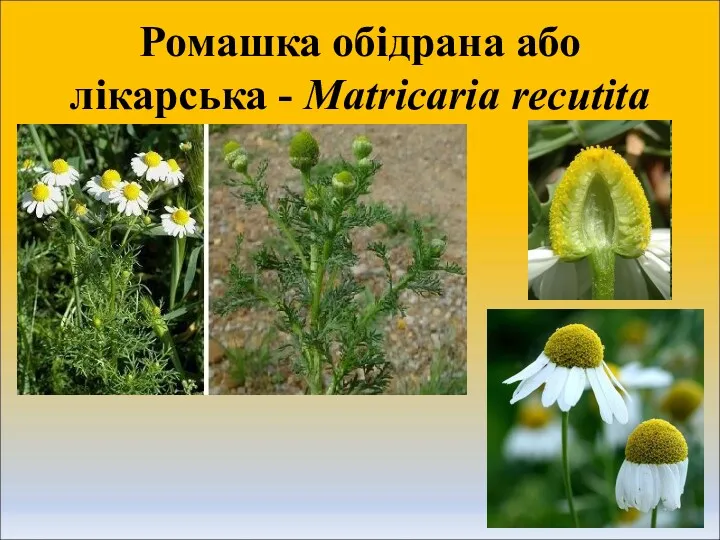 Ромашка обідрана або лікарська - Matricaria recutita