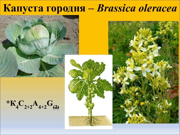 Капуста городня – Brassica oleracea *К4С2+2А4+2G(2)