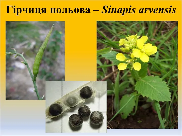 Гірчиця польова – Sinapis arvensis
