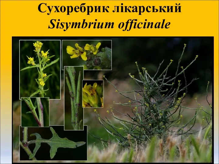 Сухоребрик лікарський Sisymbrium officinale