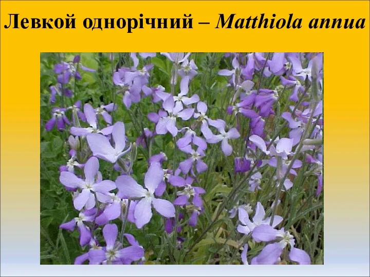 Левкой однорічний – Matthiola annua