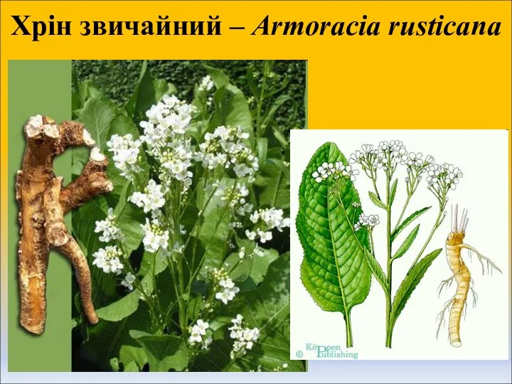 Хрін звичайний – Armoracia rusticana