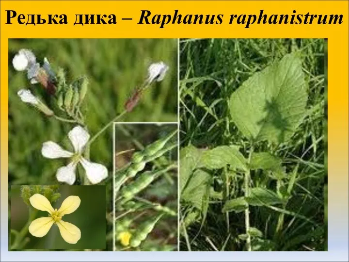 Редька дика – Raphanus raphanistrum