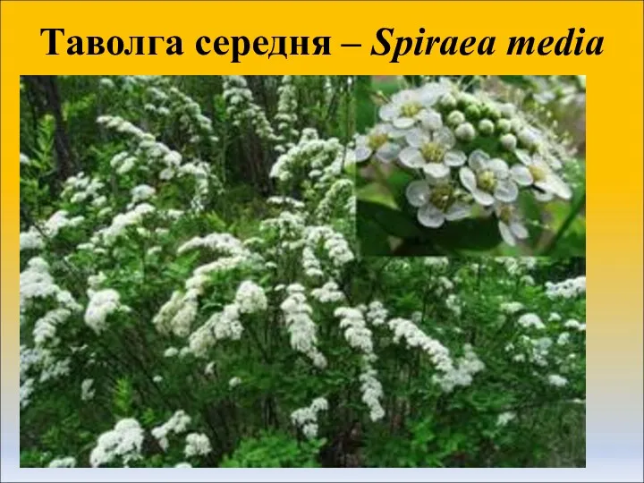 Таволга середня – Spiraea media