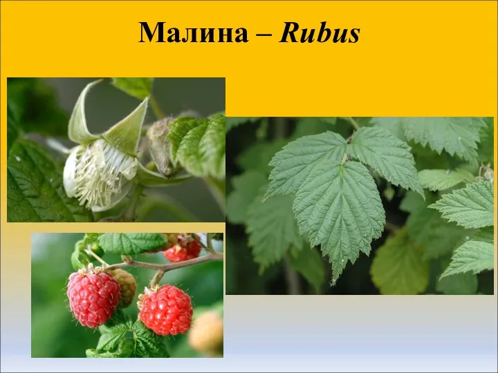 Малина – Rubus