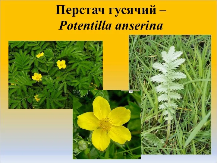 Перстач гусячий – Potentilla anserina