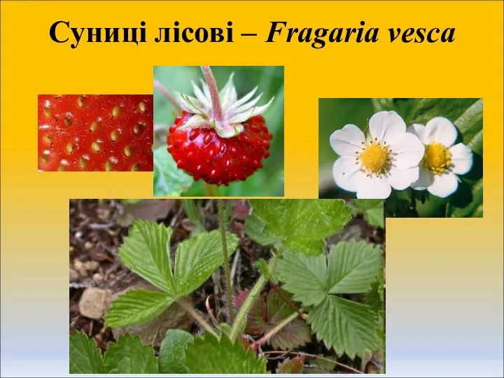 Суниці лісові – Fragaria vesca