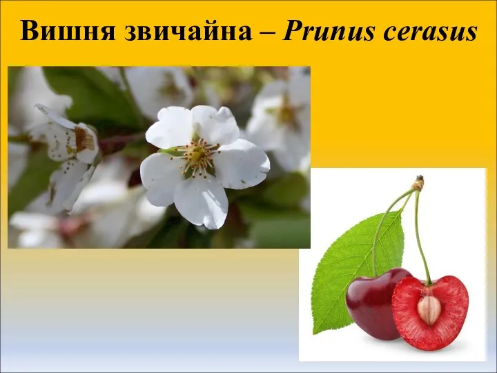 Вишня звичайна – Prunus cerasus