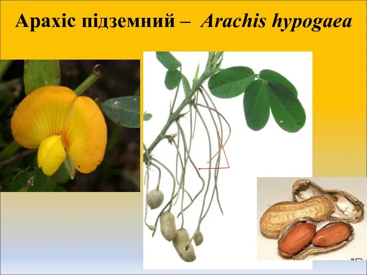 Арахіс підземний – Arachis hуpogaea Гінофори