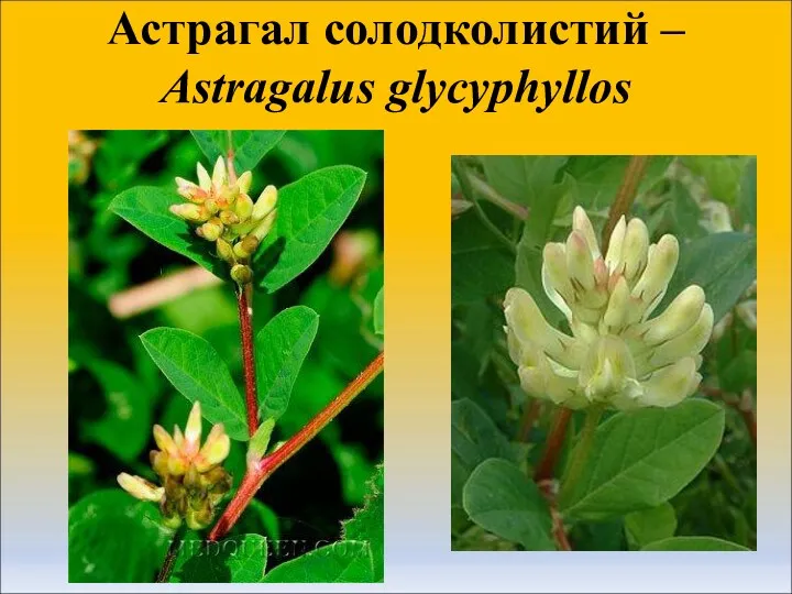 Астрагал солодколистий – Astragalus glycyphyllos