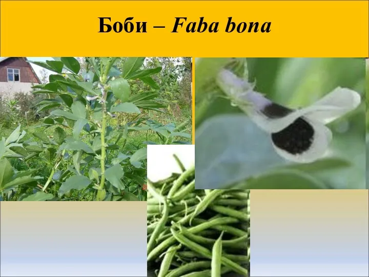 Боби – Faba bona